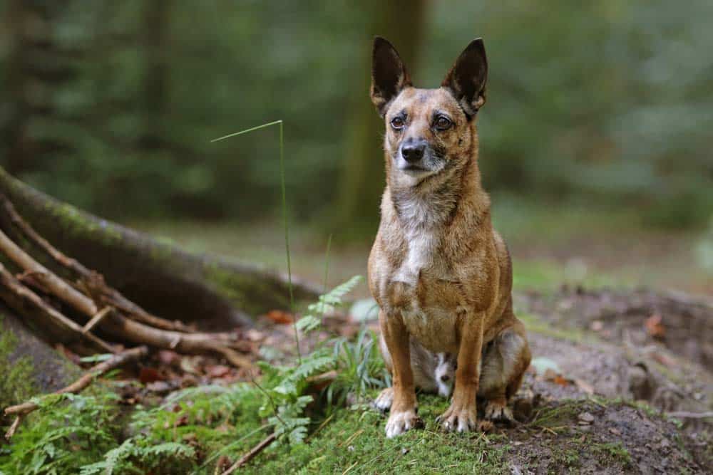 Oldies but Goldies: Pancho, der zehnjährige Ratonero-Mischlingsrüde