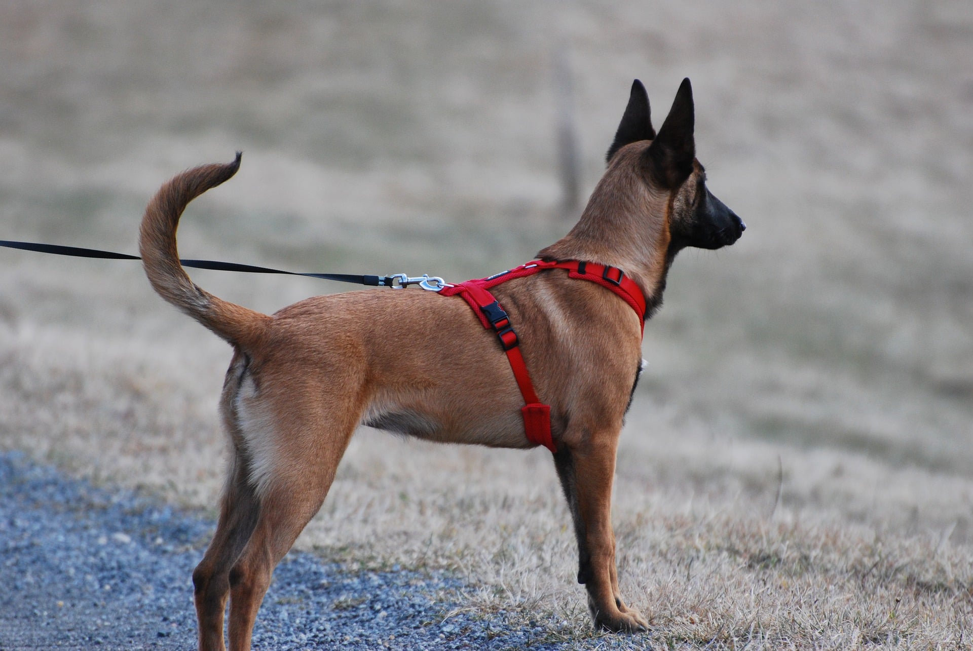 Gassi gehen mit Hund