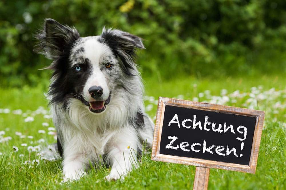 Ungebetene Gäste … : Parasiten beim Hund