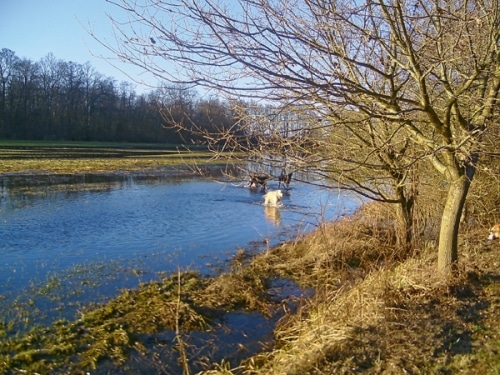 Hundetreff Pfalz