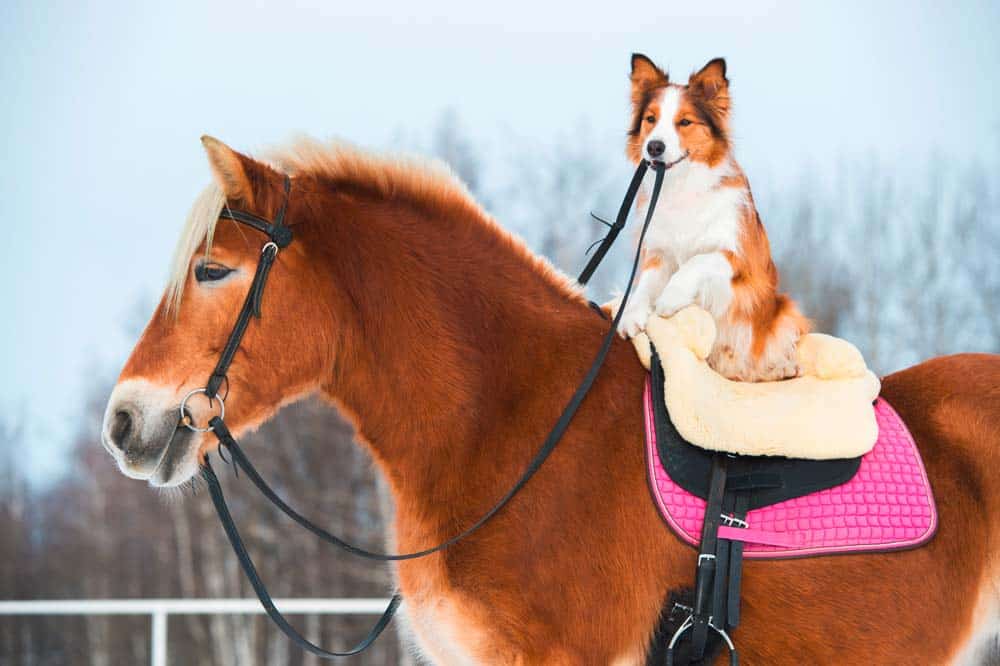 Hund & Pferd: Der Hund als Begleiter beim Ausritt