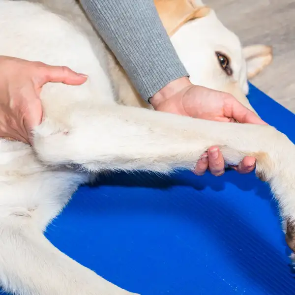 Emmett Technique: Die schnelle Muskellösung für den Hund