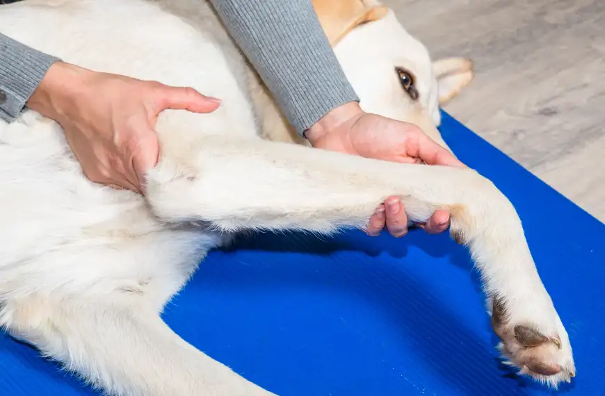 Emmett Technique: Die schnelle Muskellösung für den Hund