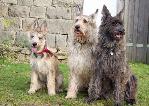 Chien De Berger De Picardie – Charmantes Raubein mit zarter Seele