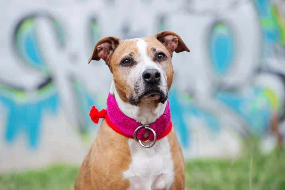 Pit Bull Terrier