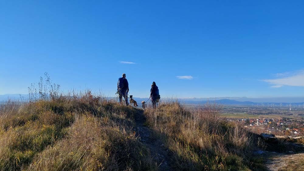 Wandertipps mit Hund in Österreich