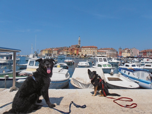 Urlaub mit Hund im ­Campingbus