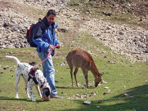 Wolf Science Center – Tierpark und Wolfs­forschungs­zentrum