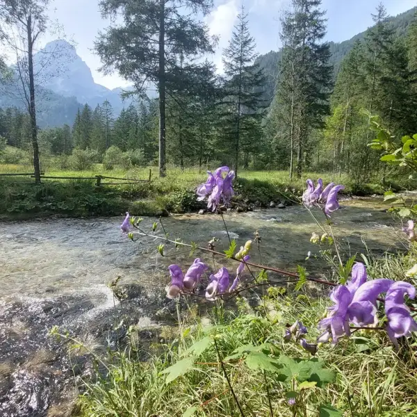 Schiederweiher – gemütliche Wanderung