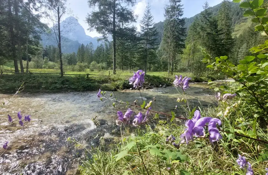 Schiederweiher – gemütliche Wanderung