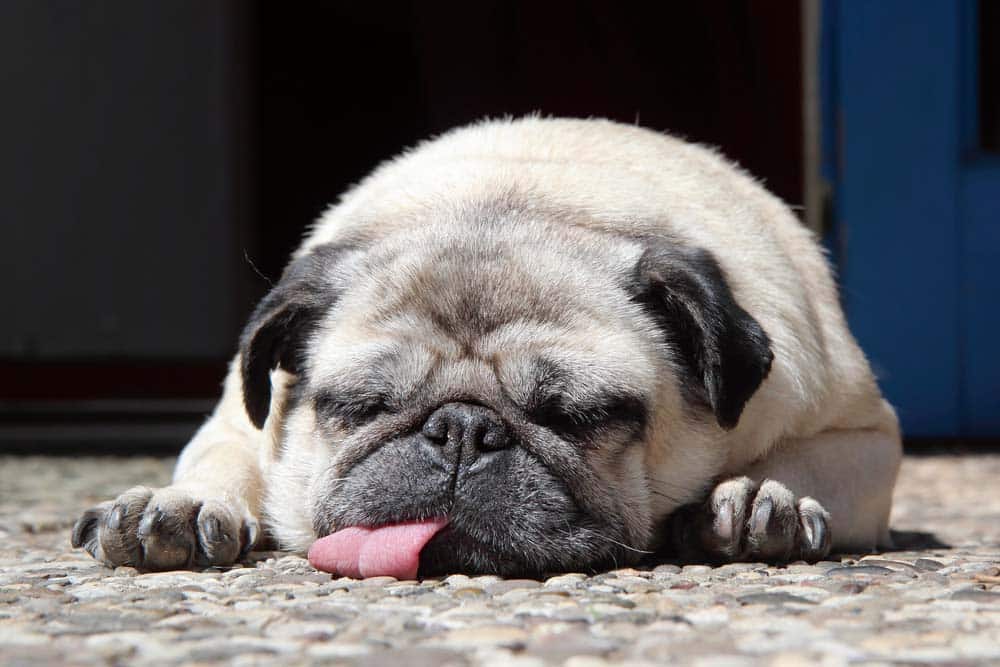 Hat der Rassehund Zukunft?