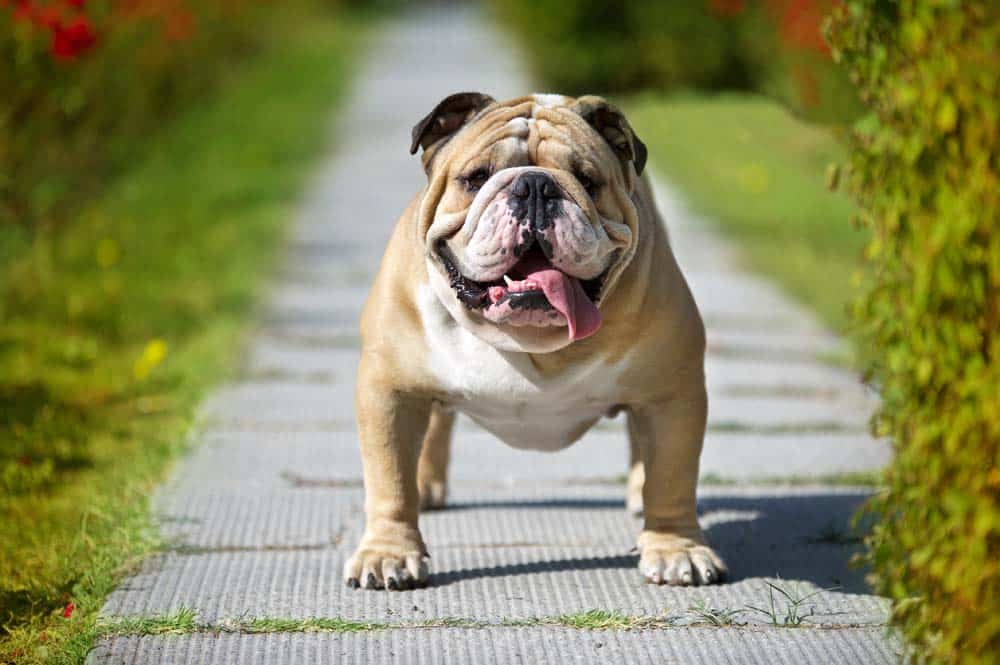 Optik statt Funktion: Die genetische Sackgasse der Hundezucht. Und Lösungsansätze!