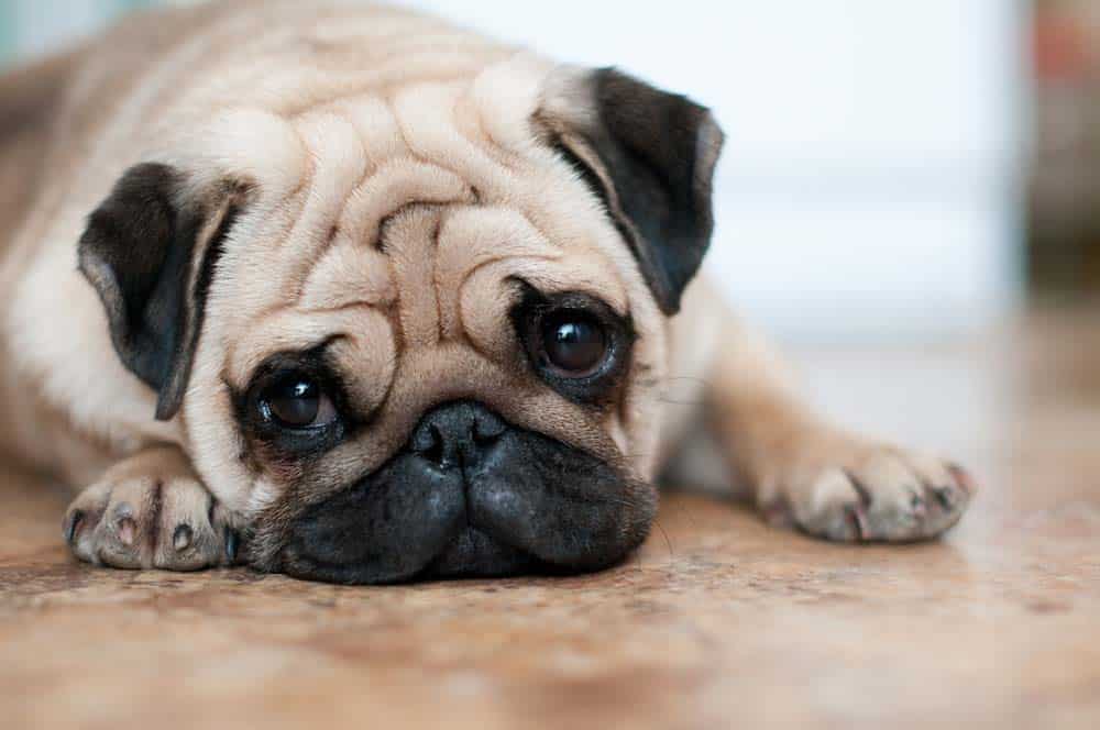 Wenn Menschen Tiere verformen: Ein Ruf nach mehr Qualitätskontrolle in der Hundezucht
