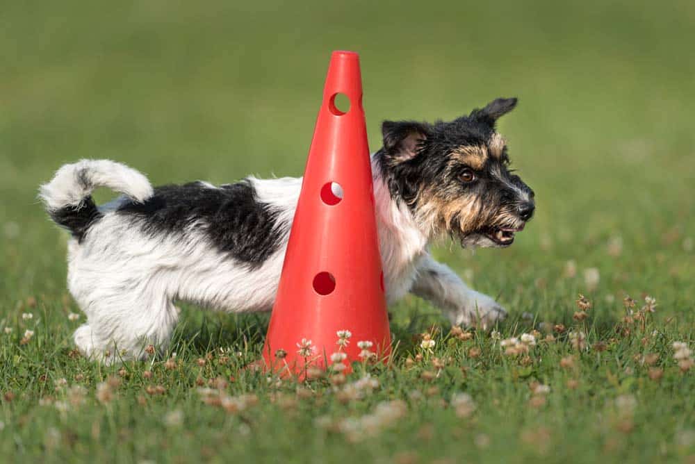 Rally Obedience: Unterordnung gewürzt mit Spaß und Sport
