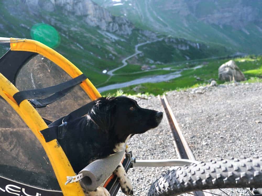 Mit Hund & Rad auf Tour: Tipps für den Anhängerkauf