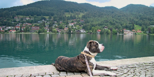 Ramses auf Reisen: Urlaubstipps mit dem Hund
