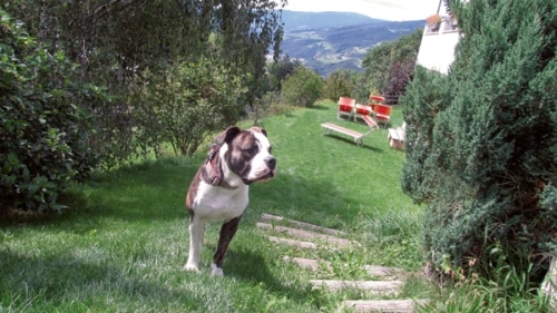 Zwischen Burgen, Bergen und Reben … Urlaubstipps mit dem Hund