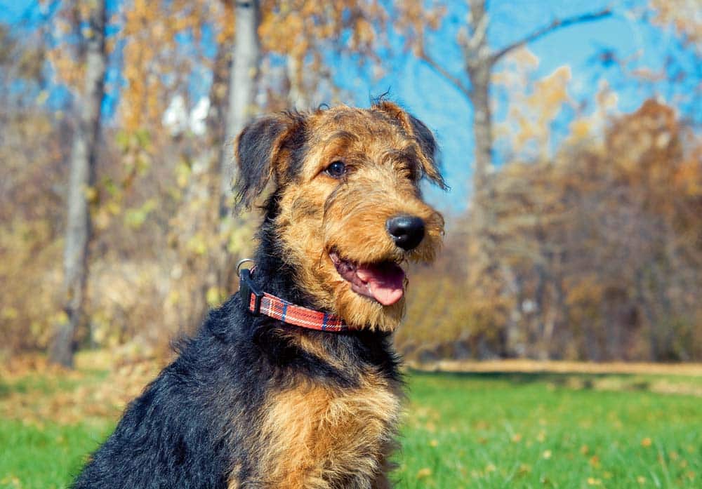Der Airedale Terrier