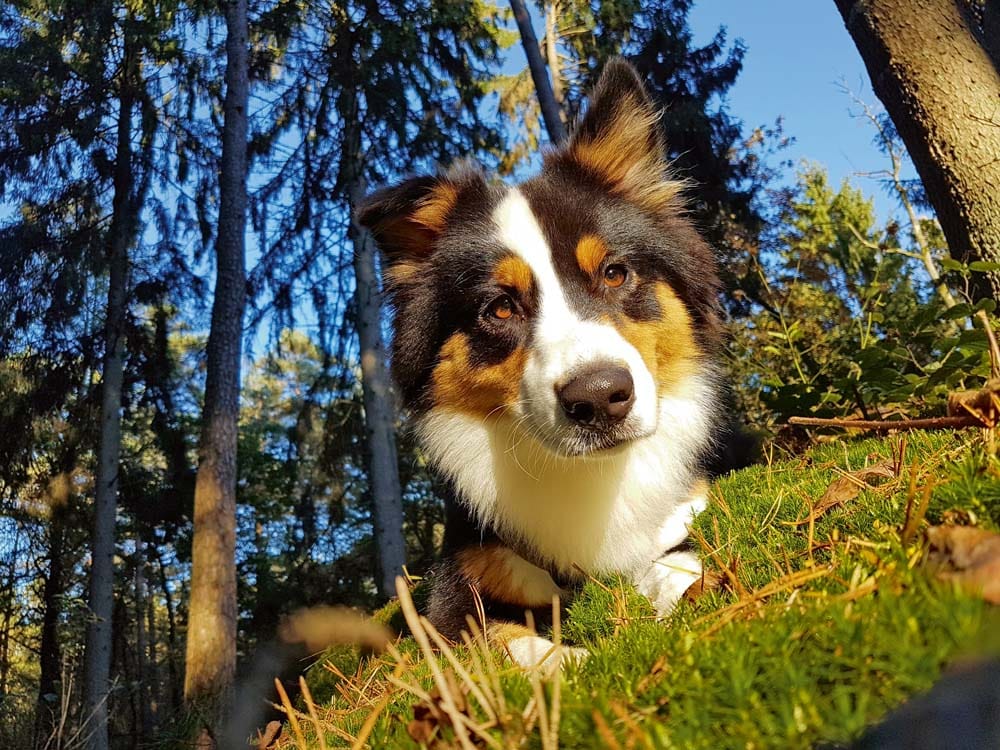 Australian Shepherd – Vom Arbeitshund zum Modehund