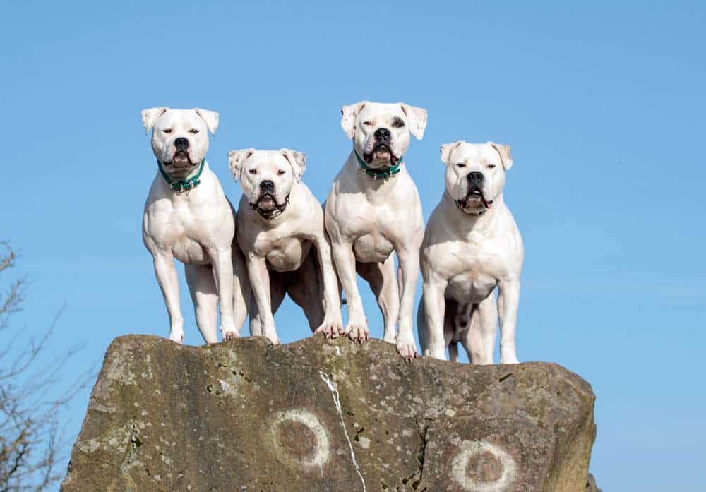 Der American Bulldog