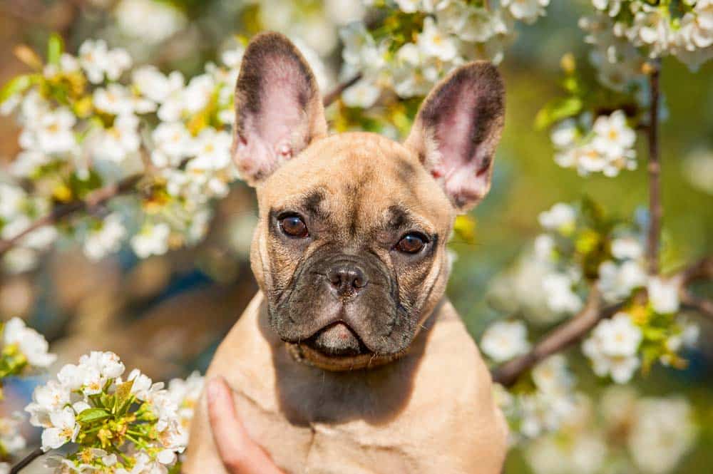 Französische Bulldogge
