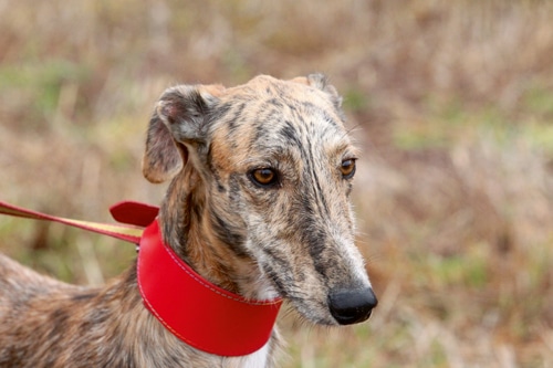 Der Galgo Español