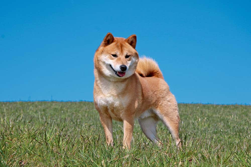 Der Shiba