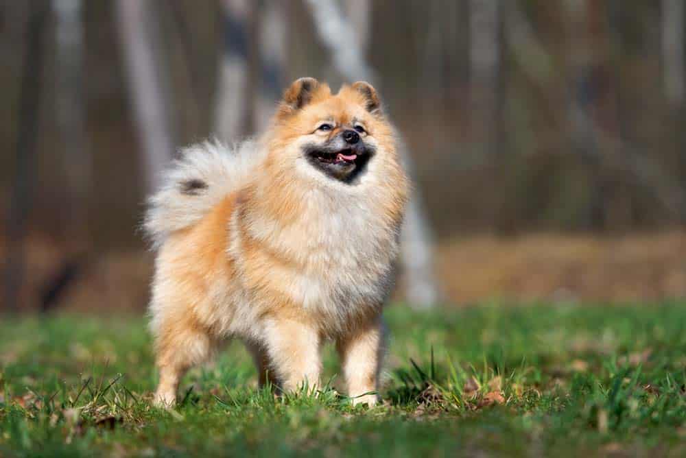 Der Spitz … Lebendige Alarmanlage?