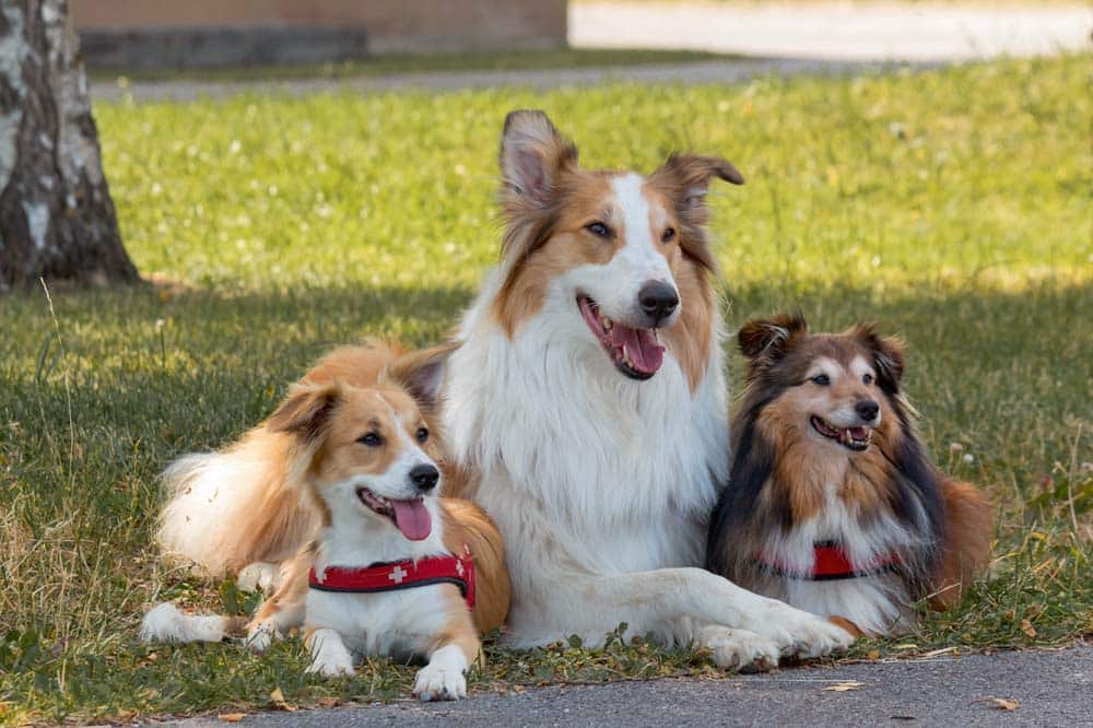 Tierheim-Hunde – Ungeschliffene Diamanten? – Serie Mythen in der Hundewelt