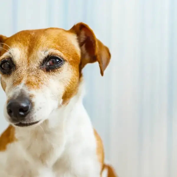 Der reaktive Hund
