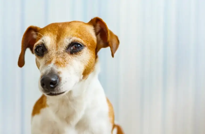 Der reaktive Hund