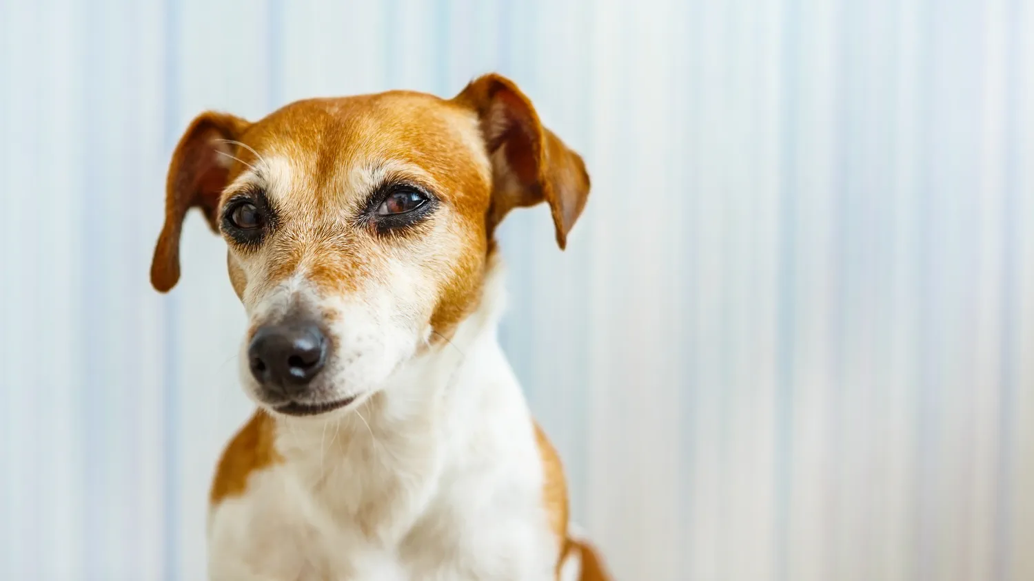Der reaktive Hund