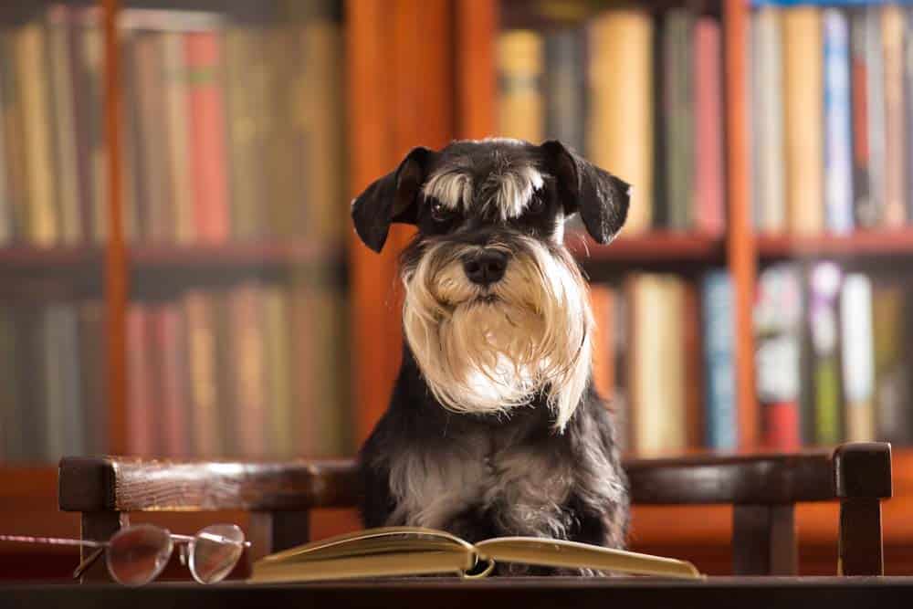 Tier oder Sache? Was ist ein Hund wert?