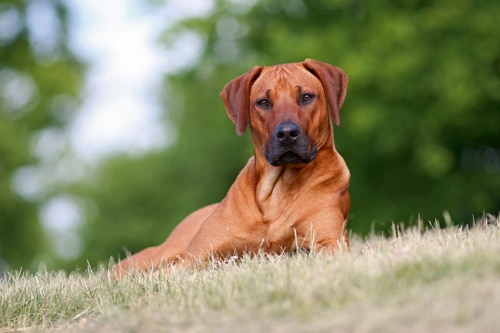 Rhodesian Ridgeback – Individualist aus Afrika