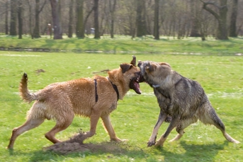 Aggression gegenüber anderen Hunden