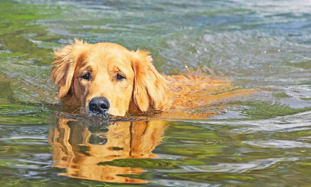 Wasserratte oder Landei? – Was Sie über schwimmende Hunde wissen sollten