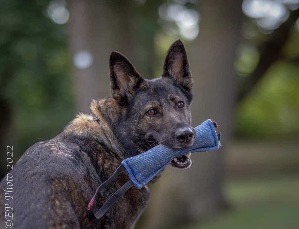 Patricia und ihre Schäferhunde: Eine hundliche Alltagsgeschichte