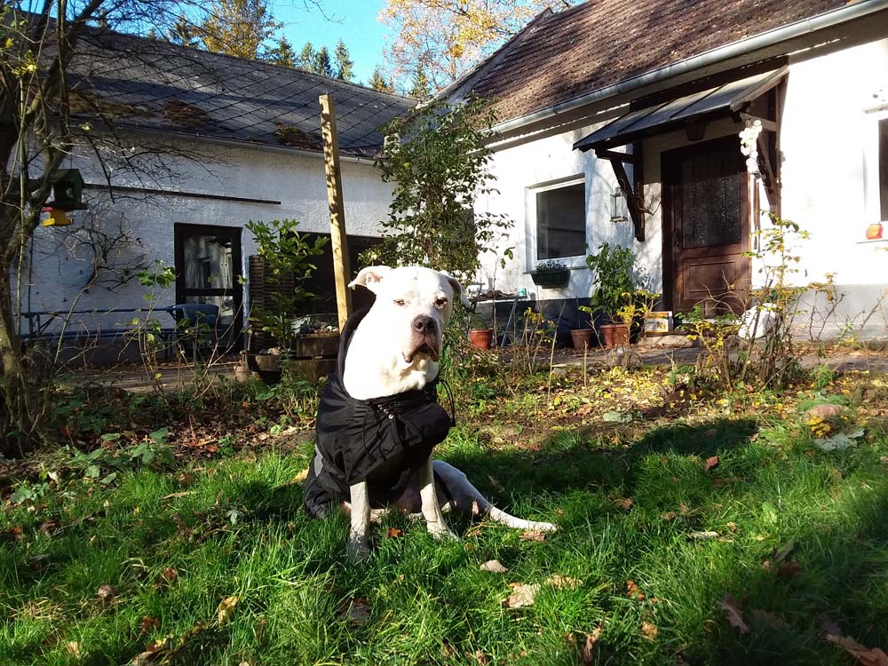 Die Frau und das Haus im Wald: Eine Mensch-Hund Alltagsgeschichte