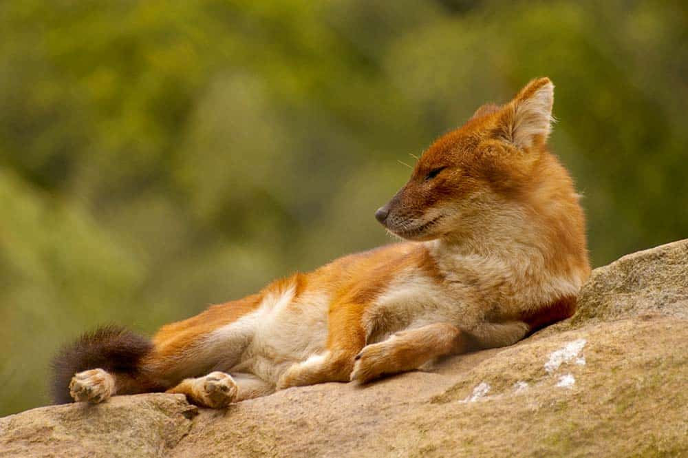 Asiatische Wildhunde