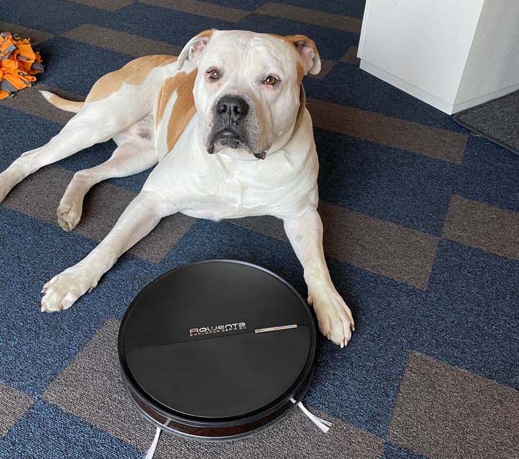 Rowenta X-Plorer 95 Animal Care – Saugroboter im Test
