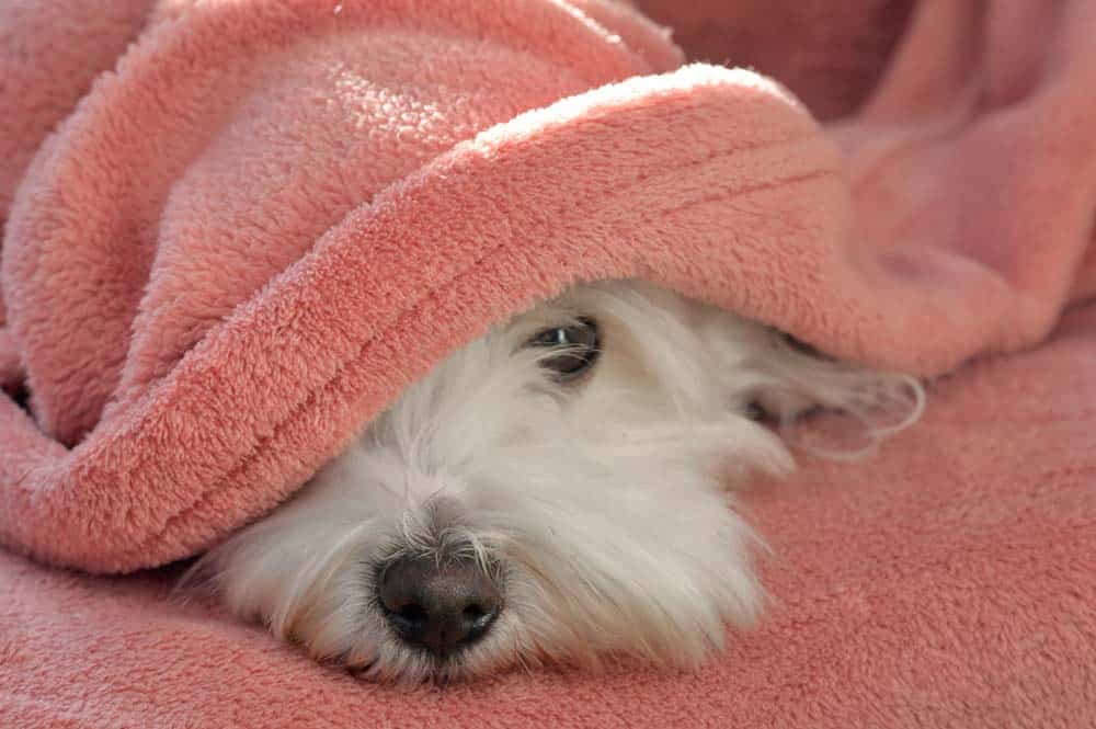 Auf Morpheus’ Schwingen: Warum Schlaf und Ruhephasen für Hunde so wichtig sind