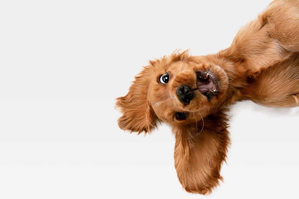 Die Persönlichkeit von Hunden