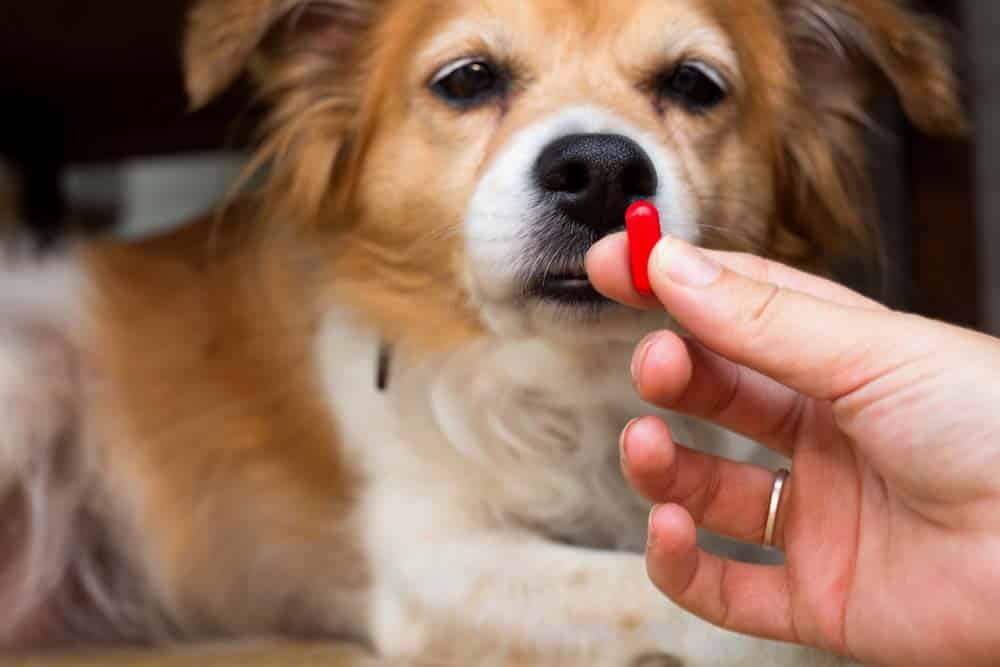 Die Pille fürs Verhalten? – Psychopharmaka für den Hund