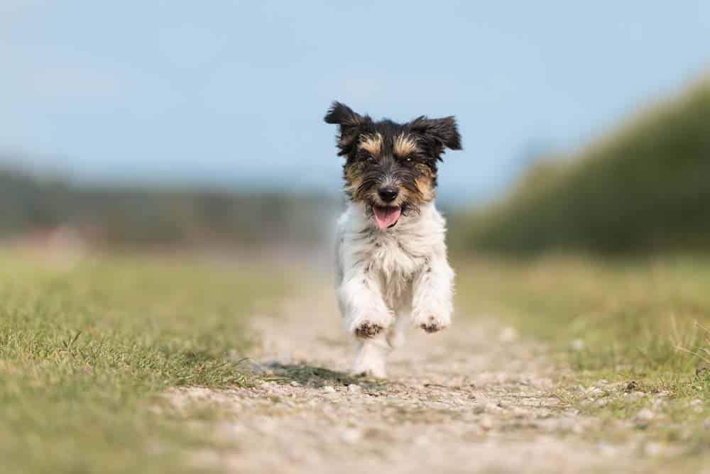 Hiiiiier! Warum lässt sich mein Hund nicht abrufen?