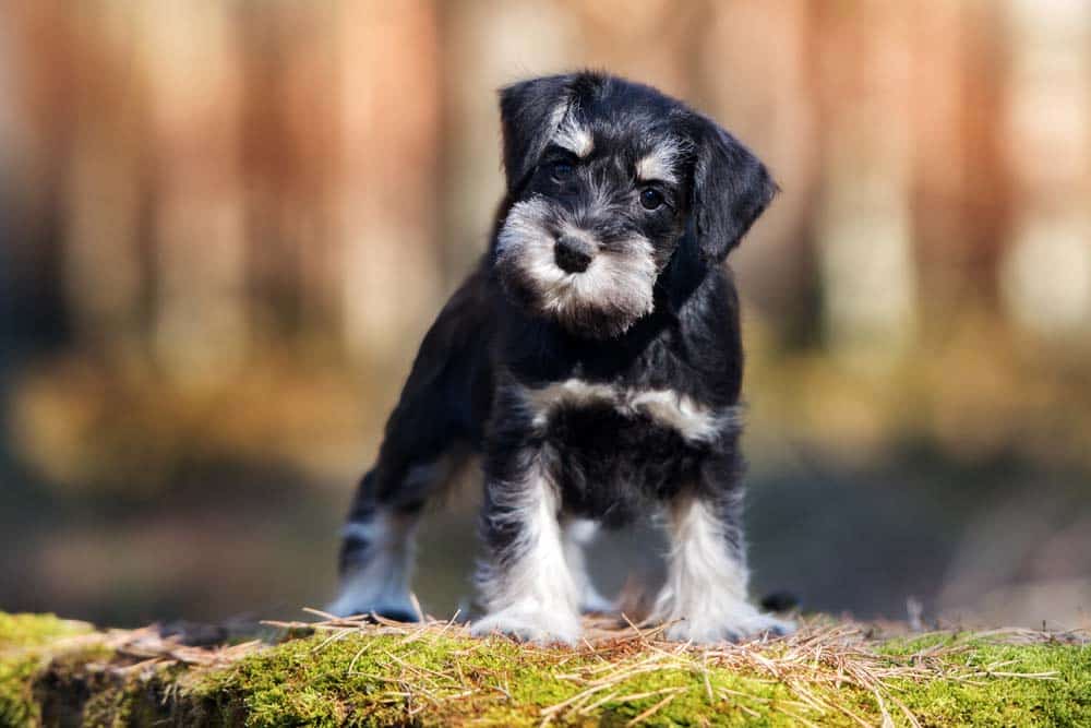 Ein Schnauzer – drei Rassen
