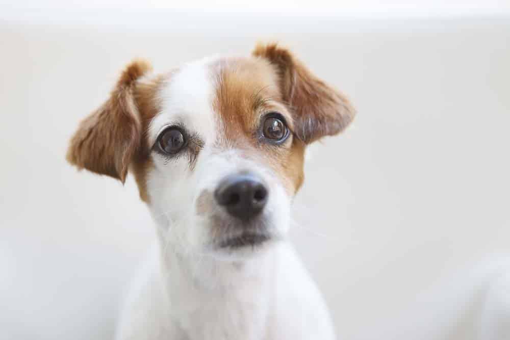 Wie lernen Hunde? – Liegt das Geheimnis in den Genen?