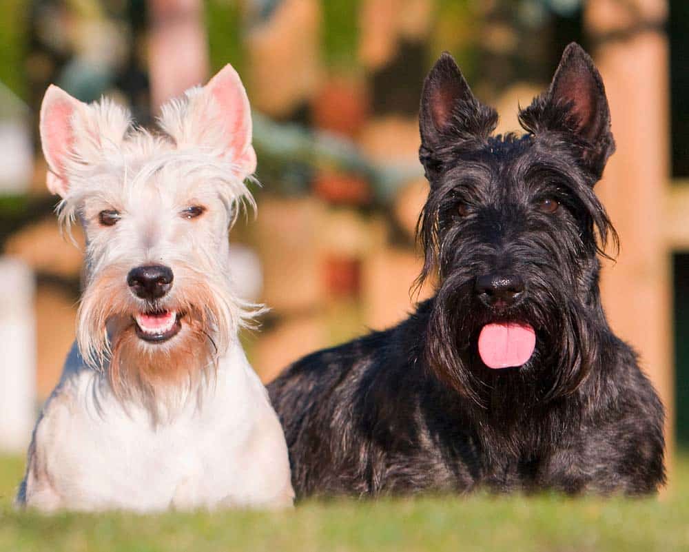 Der Scottish Terrier: Gentleman im Frack