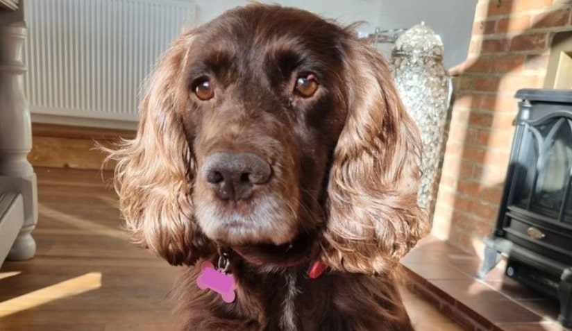 Jahre nach Diebstahl: Besitzer wieder mit Hund vereint