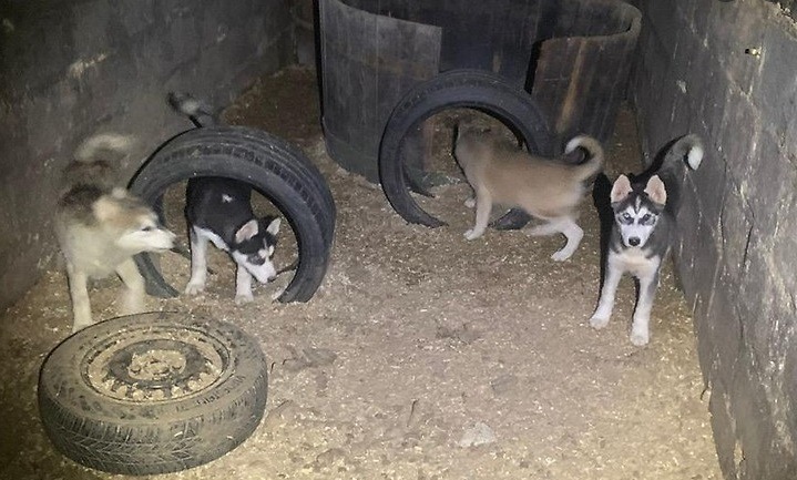Hunde in NÖ unter unwürdigen Umständen gehalten und verkauft: Haft