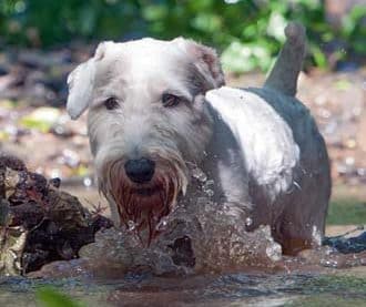 Der Sealyham Terrier – Gentleman unter den Terriern